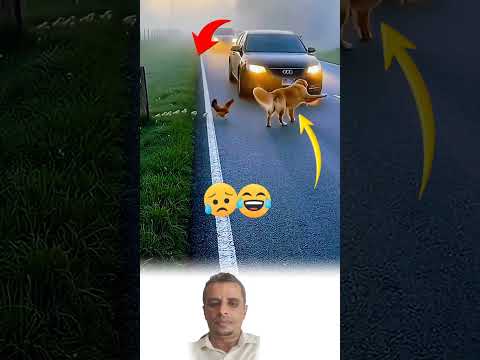 حين يعجز العقل عن الفهم وواللسان عن الكلام يتكلم القلب بلغة الرحمة Explore Animals