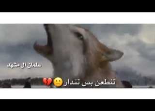  منك وبيك يخون عايش بين ذيابه
