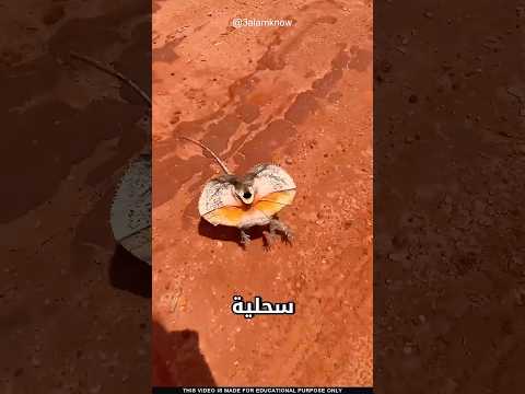 ما سر السحلية المكشكشة