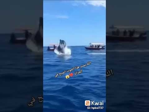 االله يستر هذا الحوت اصبح في الجزائر في ولاية بجاية االله يستر هذا الحوت اصبح في الجزائر في ولاية بجاية