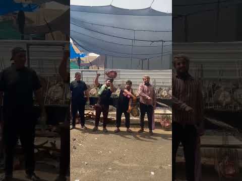 ترند أيراني حيدر حيدر اكسبلور ابو ليونه لايك Music ترند أيراني حيدر حيدر اكسبلور ابو ليونه لايك Music