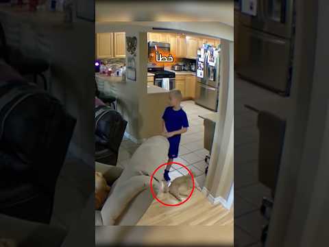 كلب ينقذ صبي ا من قطة هائجة