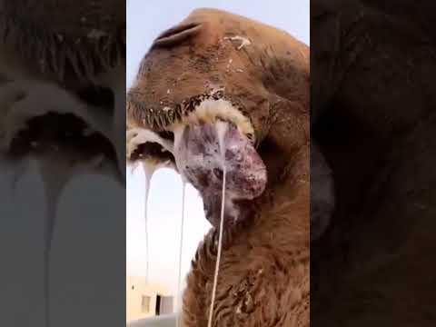 هدير جمل سبحان الله