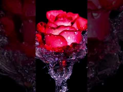 وكتير بتفوتنى وافوتك واتارينى بسمع صوتك لسه بيهمس فى ودانى بينت الحب عليا مياده الحناوى