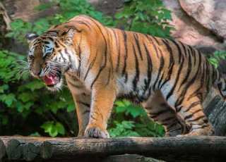 Tiger Sounds