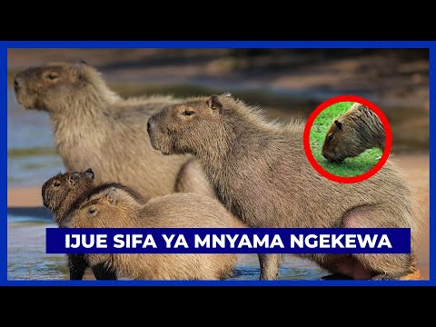 NI KWELI NGEKEWA MNYAMA ANAEPENDWA NA MWENYE BAHATI