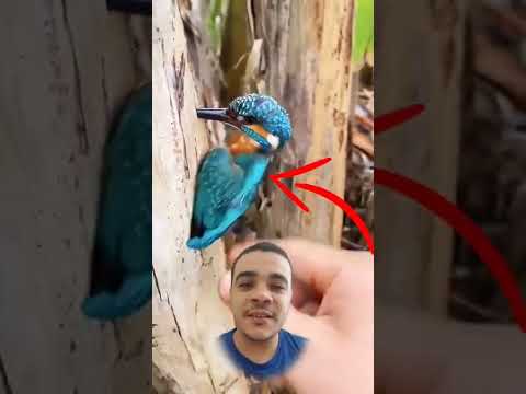 سبحان الله نقار الخشب