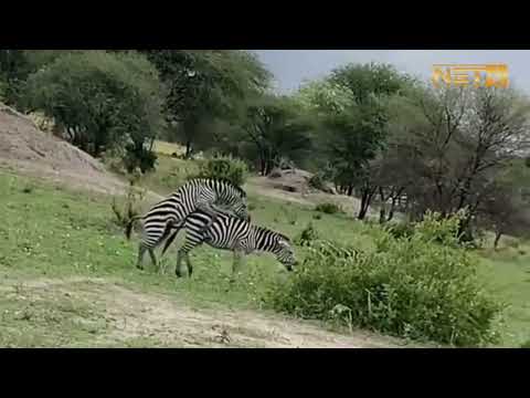 Zebra MATING