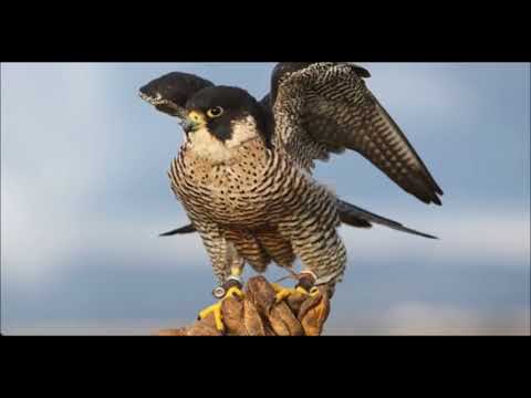 يا طير ألبرني Ya Tir El Borni