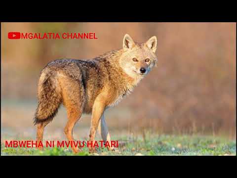 MBWEHA NI MNYAMA MVIVU SANA VOICE OVER