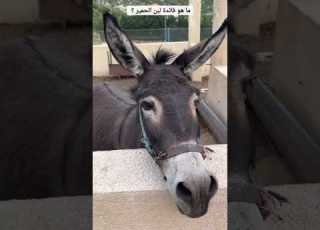  What Is The Benefit Of Donkey Milk ٦٠شو مع الدكتور حاتم ستين