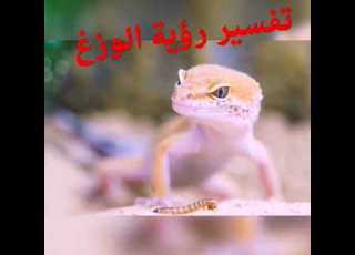 تفسير رؤية الوزغ في المنام