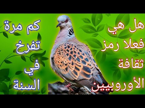 القمري الترغل رمز من رموز الثقافة عند الأوروبيين