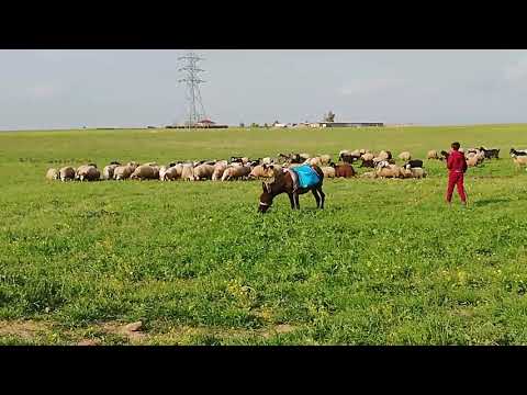 ٣ ٤ ٢٠٢٠ سرووشتێکی جوان کەشێکی پاک ژینگەی دڵگیرترکردووە دەشتی ھەولێر کامیرا ڕزگارسیان
