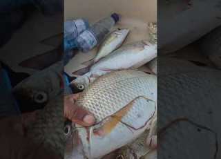صيد اليوم الجمعة ابو اجيد