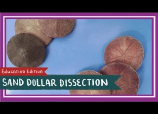 Sand Dollar Dissection Doves Of Peace EDU