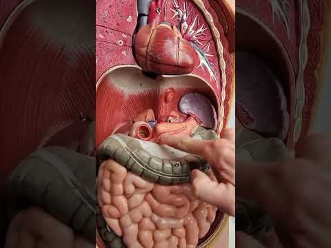 أين يقع البنكرياس والكبد Anatomy Of Pancreas