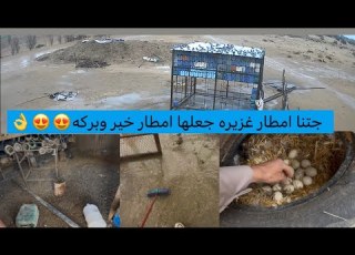  بيض البط جاه عليه المطر تتوقعون يضره او لا