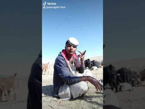 اسد العركين