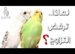 لماذا انثى البادجي ترفض ال تعرف على اهم الاسباب