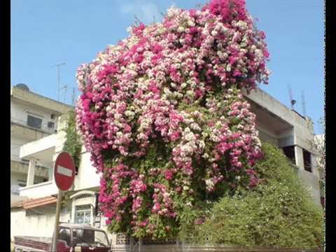 ميادة الحناوي بينت الحب عليا