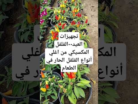 تجهيزات العيد الاضحى الفلفل المكسيكي من اغلي أنواع الفلفل الحار في الطعام