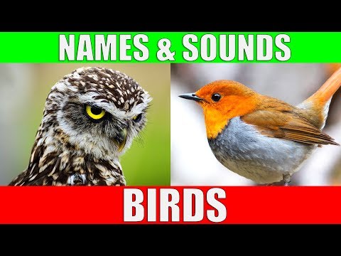 BIRDS Names And Sounds Learn Bird Species In English BIRDS Names And Sounds Learn Bird Species In English