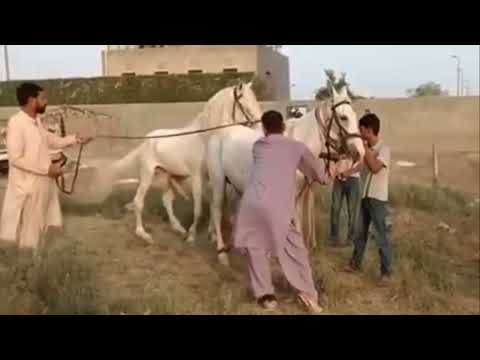 Horse Mating Donkey Donkeys Breeding Animals Mating Compilation 2024