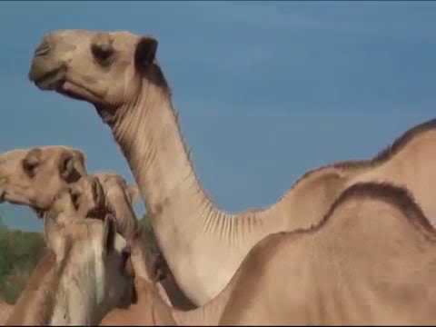 Baardheere Gobalka Gedeo Channel