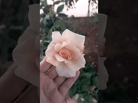 فتحلك وردات الزهر هي الورة مني إلكم لايك اشتراك اكسبلور