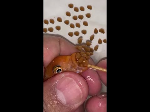 Orange Cichlid Fish Giving Birth Fish Fishing Goldfish Aquariumfish Aquarium