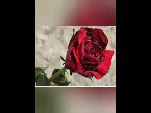 صور ورود ذابلة وحزينة على اغنية موتني الفراق
