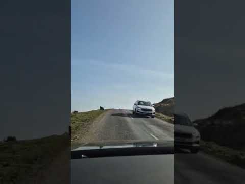 No Dolly 2026 New Dolly Sheep Car Auto Automobile Road Roadtrip Family Familyvlog Love