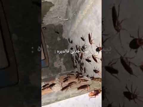 تخافو من الصراصير السعودية هههههههههههه