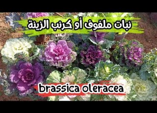  معلومات حول نبات ملفوف أو كرنب الزينة وكيفية العناية به Brassica Oleracea