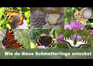 How To Turn Your Garden Into A BUTTERFLY GARDEN Attract Butterflies With These Plants