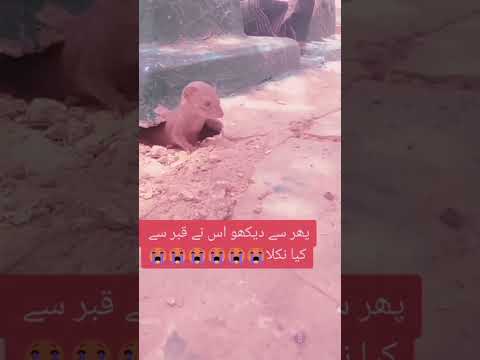 اللہ تعالی معاف فرمائے قبر میں مردے کھانے والا جانور استغفر للہ Plzzsubscribmychanel