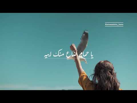 ياحمام بتنوح ليه منير حالة واتس