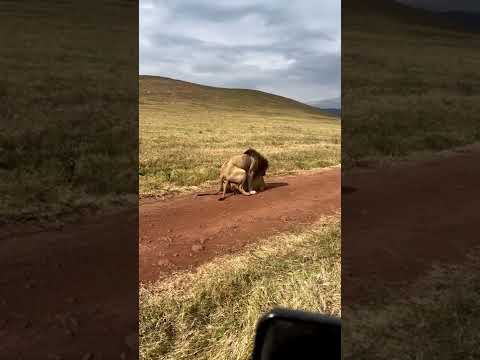 عالم الحيوانات البرية المفترس