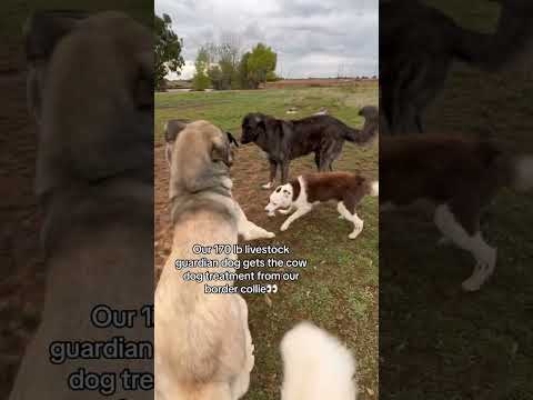 Our Border Collie Gives Our 170 Lb Livestock Guardian Dogs The Cow Dog Treatment