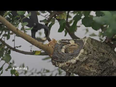 Ep04 Quercus Suber Yamadori Bonsai Journey