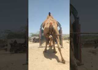  لماذا يدخل الجمل الكبير إلى الكهف