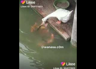 شوفوا البطه وهي بتاكل السمك سبحان الله