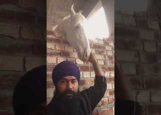  Apsra Horse Love Adabstallionz Chkrment
