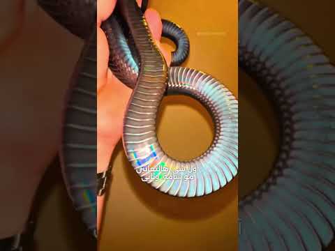 ثعبان المتسابق الأسود أليف وغير سام