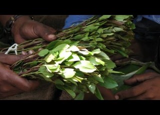 Qaadka Sigaarka Iyo Wixii Lamid Ah