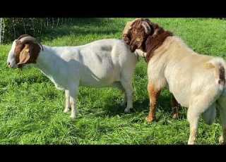  Boer Goats Mating