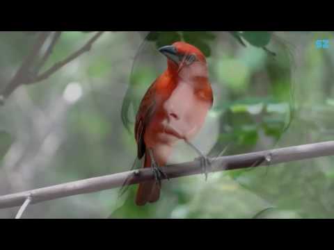 ساربان حال که دیوانه شدم میروی