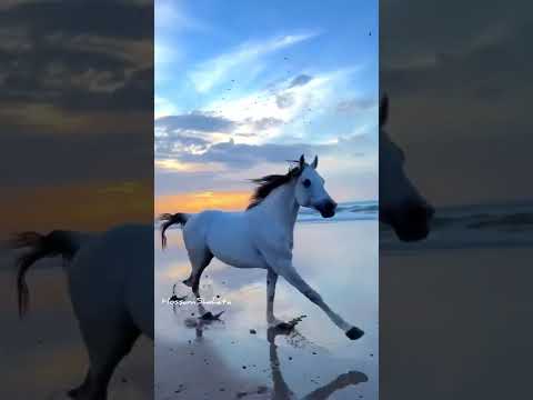 بناقص الناقص فارس قطريه Hossam Shehata