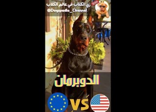  تجيب الدوبرمان الأوروبي ولا الدوبرمان الأمريكي European VS American Shorts